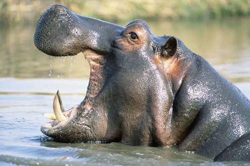 河马吃刺角瓜视频,刺角瓜成美食盛宴  第3张