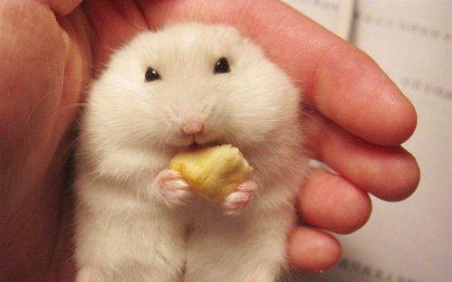仓鼠可以吃梨头瓜吗视频,仓鼠新宠美食大揭秘  第2张