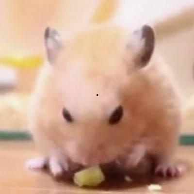仓鼠可以吃梨头瓜吗视频,仓鼠新宠美食大揭秘  第3张