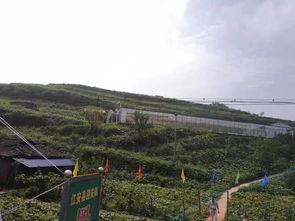 宜宾群众吃瓜视频,欢乐氛围，共享夏日清凉