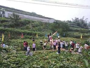 宜宾群众吃瓜视频,欢乐氛围，共享夏日清凉  第2张