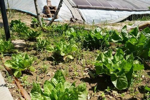 群众吃野瓜视频真实吗