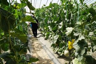 群众吃野瓜视频真实吗  第3张