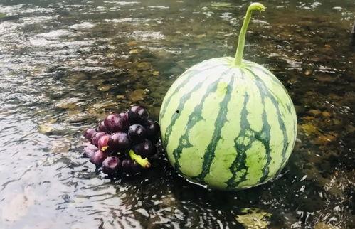 武都清水沟吃瓜视频,一场别开生面的乡村盛宴  第2张