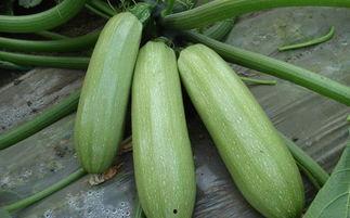 邯郸吃瓜八卦是真的吗视频,揭秘视频背后的真相  第3张