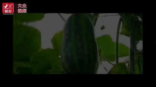 最美吃瓜群众视频,视频走红背后的吃瓜文化现象  第2张