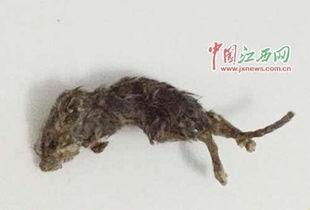 茄瓜被老鼠吃怎么办视频,应对策略揭秘  第2张