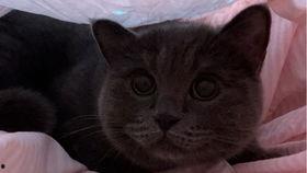 吃瓜小猫咪视频,揭秘吃瓜小猫咪的萌趣日常