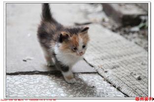 吃瓜小猫咪视频,揭秘吃瓜小猫咪的萌趣日常  第2张