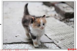 吃瓜小猫咪视频,揭秘吃瓜小猫咪的萌趣日常  第3张