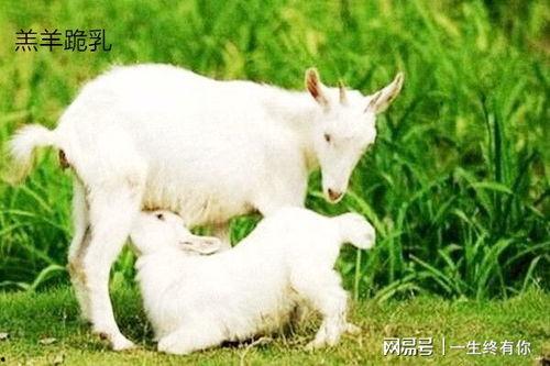 小羊视频吃瓜  第2张