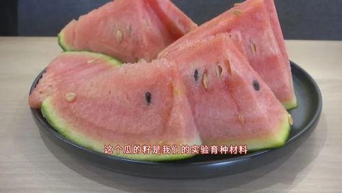 什么瓜能留种子吃呢视频,揭秘哪些瓜能留种子食用
