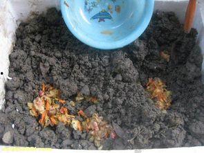 什么瓜能留种子吃呢视频,揭秘哪些瓜能留种子食用  第2张