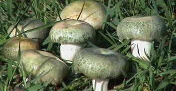 野生菌吃瓜视频大全集,一场味蕾与自然的盛宴  第2张