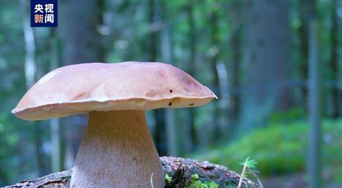 野生菌吃瓜视频大全集,一场味蕾与自然的盛宴  第3张