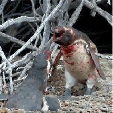 吃瓜企鹅视频,揭秘娱乐圈幕后故事  第2张