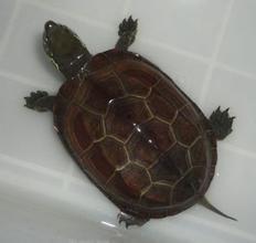 草龟如何吃哈密瓜视频讲解,轻松学会健康喂食方法