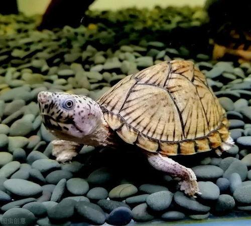 草龟如何吃哈密瓜视频讲解,轻松学会健康喂食方法  第2张