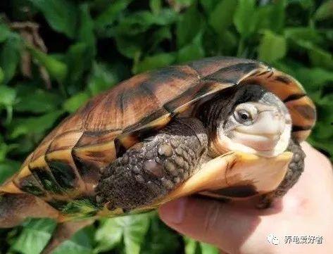 草龟如何吃哈密瓜视频讲解,轻松学会健康喂食方法  第3张