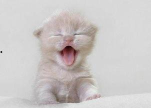 猫咪吃瓜配音视频,萌态十足！