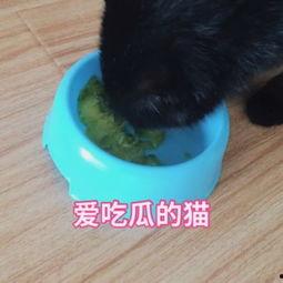 猫咪吃瓜配音视频,萌态十足！  第2张