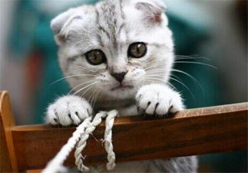 猫咪吃瓜配音视频,萌态十足！  第3张