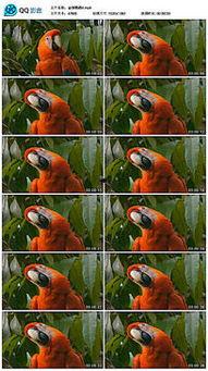 哈密瓜能给鹦鹉吃吗视频,哈密瓜的适宜性揭秘