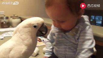 哈密瓜能给鹦鹉吃吗视频,哈密瓜的适宜性揭秘  第2张