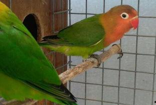 哈密瓜能给鹦鹉吃吗视频,哈密瓜的适宜性揭秘  第3张