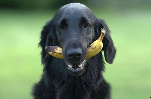 蒙阴吃瓜人狗事件视频,一场引发社会热议的冲突瞬间  第3张