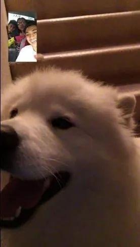 吃瓜狗和主人打架视频,一场宠物界的“家庭战争”