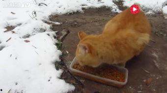 吃瓜狗和主人打架视频,一场宠物界的“家庭战争”  第2张