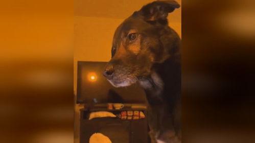 吃瓜狗和主人打架视频,一场宠物界的“家庭战争”  第3张