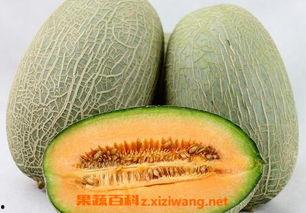 爱豆吃哈密瓜视频大全在线观看,哈密瓜视频大全在线观看