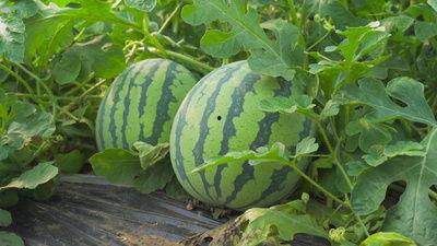 吃瓜了大笑视频素材,笑料横生！吃瓜群众演绎爆笑视频集锦  第3张