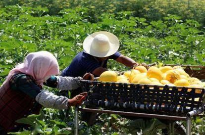 甘肃武威民勤吃瓜事件视频,甘肃民勤“吃瓜事件”引发社会关注  第3张