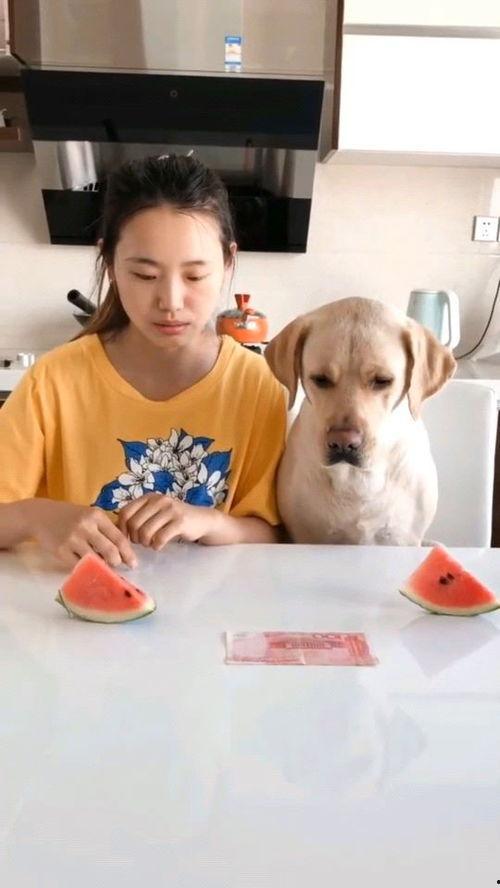 西瓜视频吃瓜大嘴,揭秘网络红人的魅力与影响力  第2张