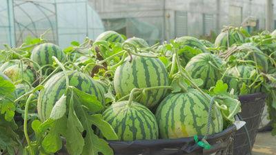 邯郸新世纪吃瓜视频,一场全民围观的热闹盛宴  第3张