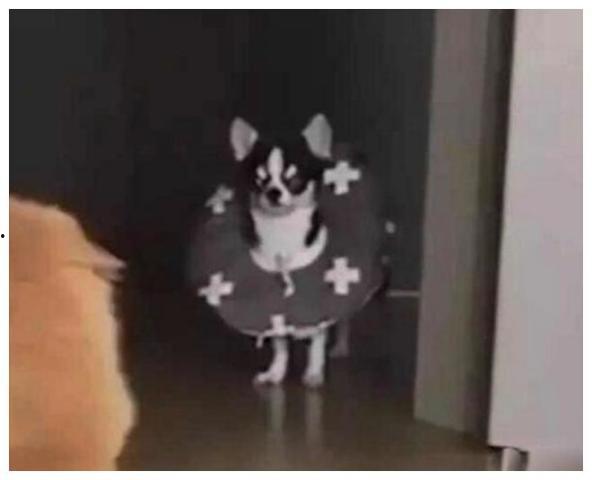 喂狗吃瓜群众视频播放在线观看  第2张