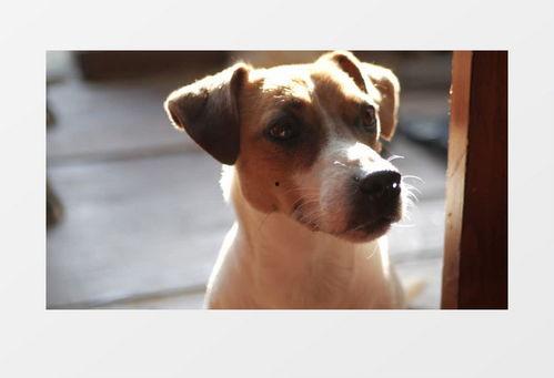 吃瓜小狗拍照视频素材下载  第3张