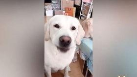 吃瓜小狗的配音视频大全