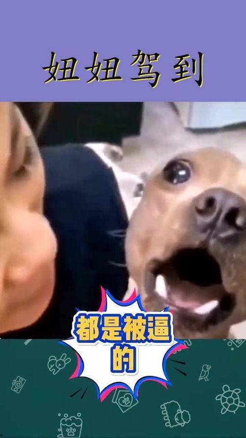 吃瓜小狗的配音视频大全  第2张