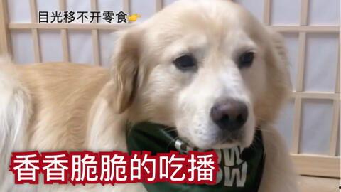 吃瓜小狗的配音视频大全  第3张