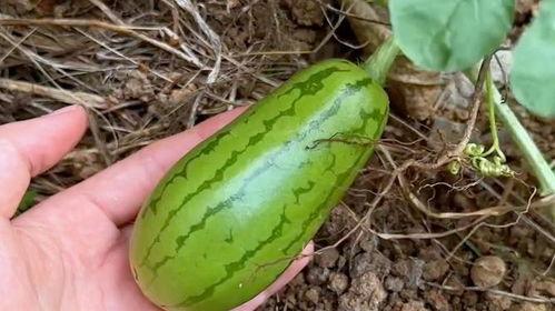 各种吃瓜原视频,一场视觉盛宴背后的故事  第3张