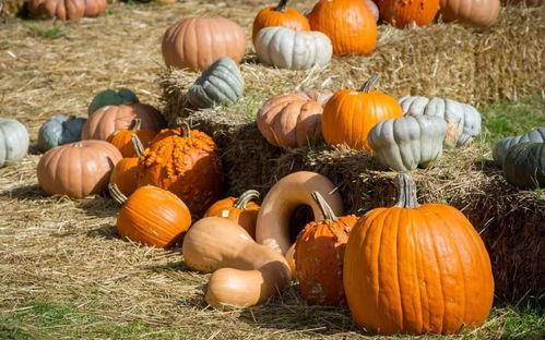 酒鬼一家吃瓜视频,笑料百出！