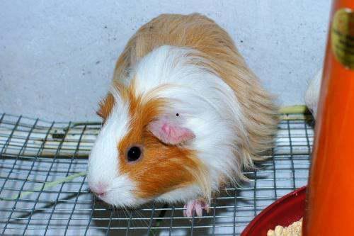 豚鼠可以吃哈密瓜么嘛视频,揭秘哈密瓜在豚鼠食谱中的地位