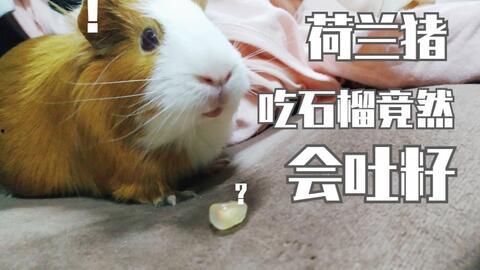 豚鼠可以吃哈密瓜么嘛视频,揭秘哈密瓜在豚鼠食谱中的地位  第3张