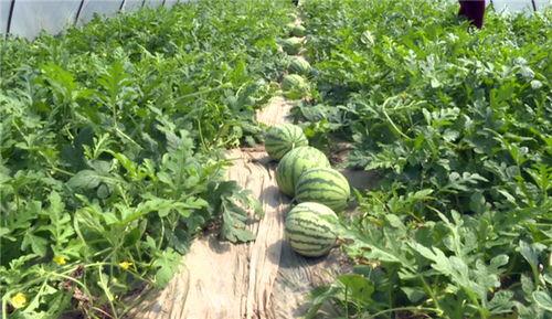 沧州吃瓜爆料视频最新一期,最新一期揭秘惊人内幕  第3张