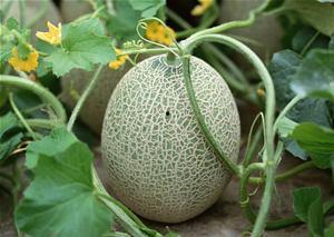 吃哈密瓜唱歌视频播放大全,全网热门吃瓜唱歌视频大盘点  第3张