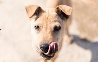 狗吃蓝瓜好吗会死吗视频,揭秘狗狗食用蓝瓜的安全性  第3张